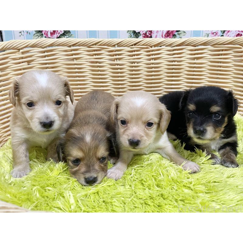 販売中の秋田県のチワックス:チワワ×ミニチュアダックスフンド-422848