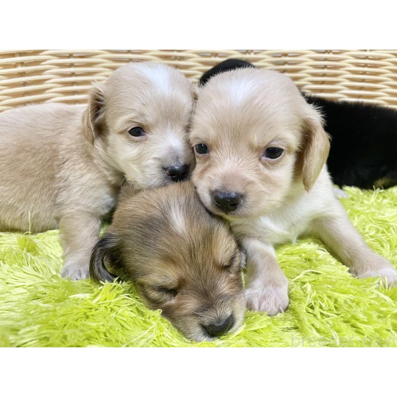 販売中の秋田県のチワックス:チワワ×ミニチュアダックスフンド-422848の6枚目