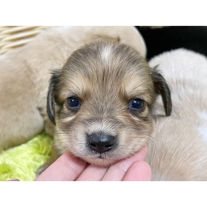 販売中の秋田県のチワックス:チワワ×ミニチュアダックスフンド-422848の5枚目