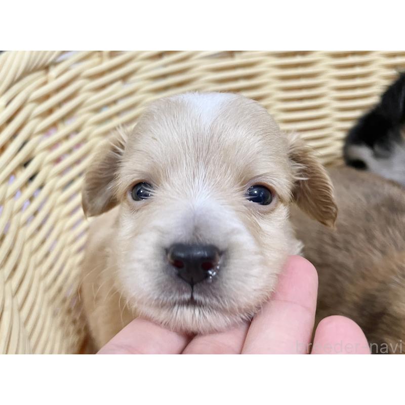 販売中の秋田県のチワックス:チワワ×ミニチュアダックスフンド-422848の4枚目