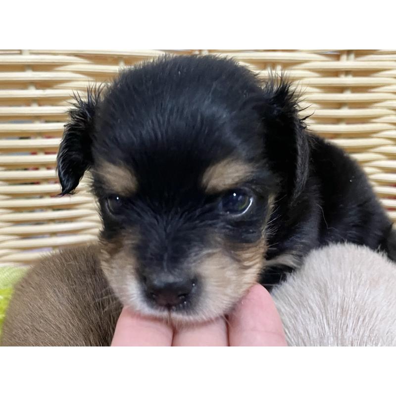 販売中の秋田県のチワックス:チワワ×ミニチュアダックスフンド-422848の3枚目