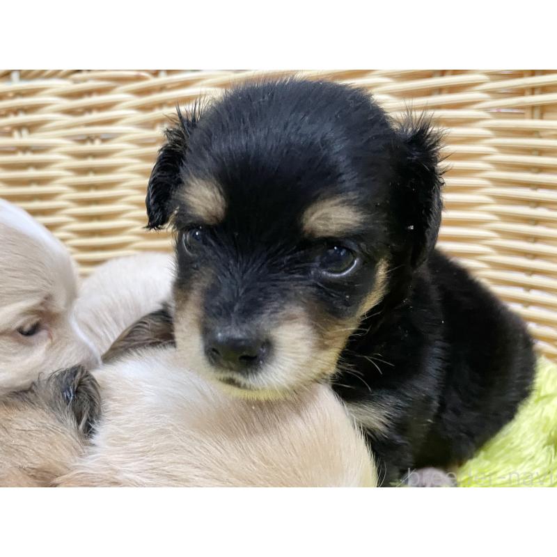 販売中の秋田県のチワックス:チワワ×ミニチュアダックスフンド-422848の2枚目