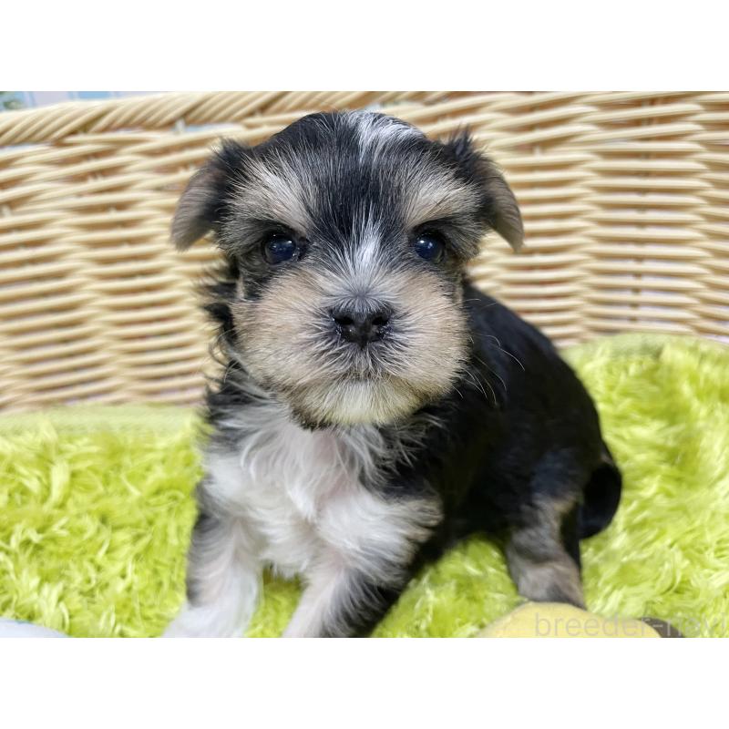 販売中の秋田県のマルキー:マルチーズ×ヨークシャーテリア-422851の12枚目