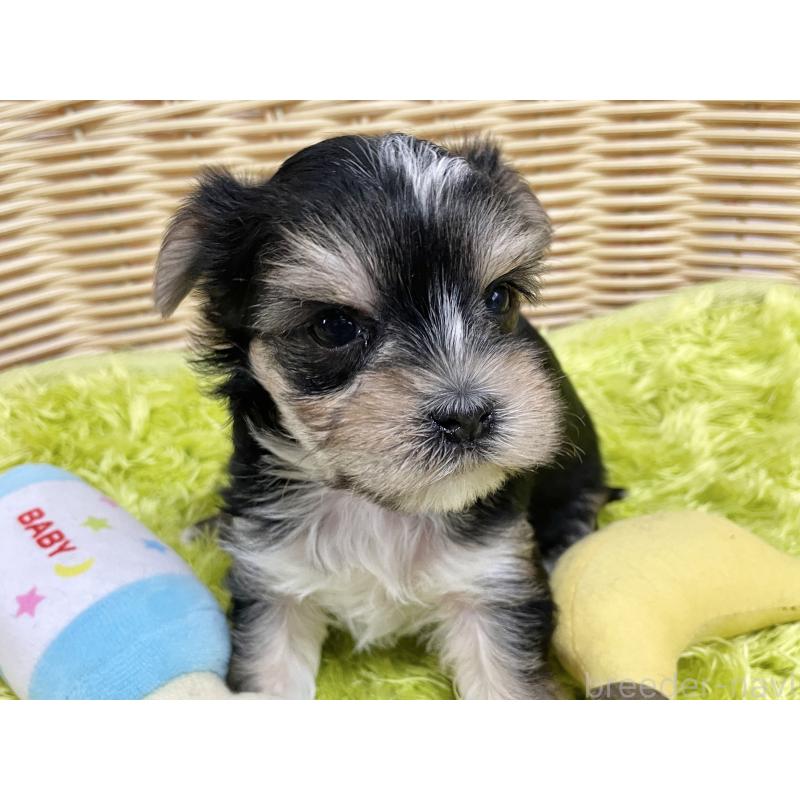 販売中の秋田県のマルキー:マルチーズ×ヨークシャーテリア-422851の11枚目