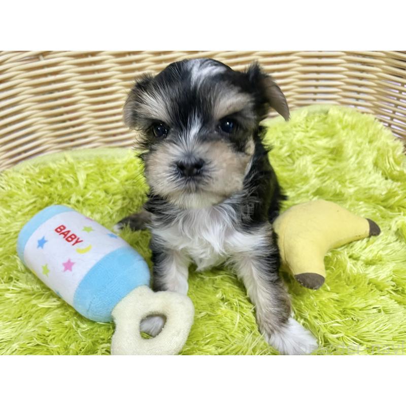 販売中の秋田県のマルキー:マルチーズ×ヨークシャーテリア-422851の10枚目