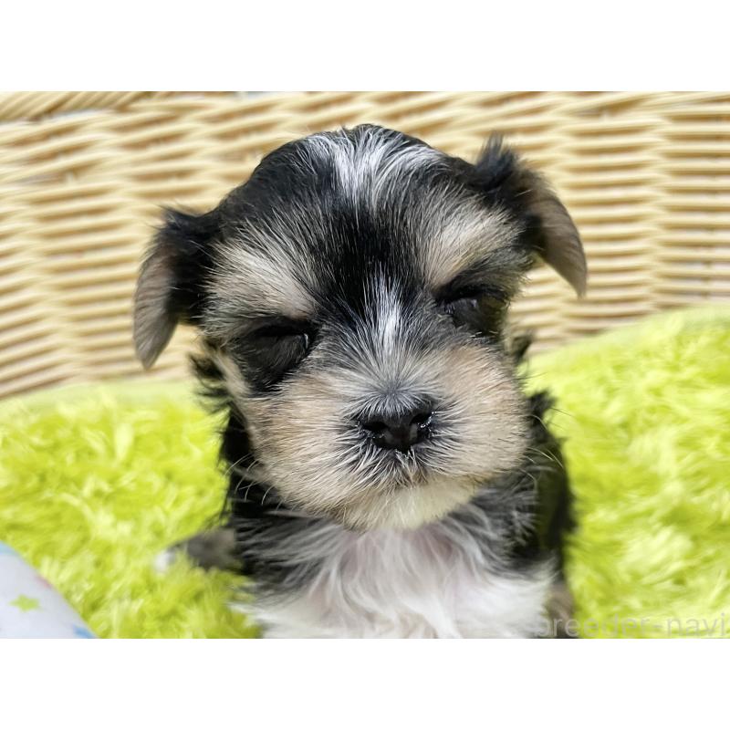 販売中の秋田県のマルキー:マルチーズ×ヨークシャーテリア-422851の9枚目