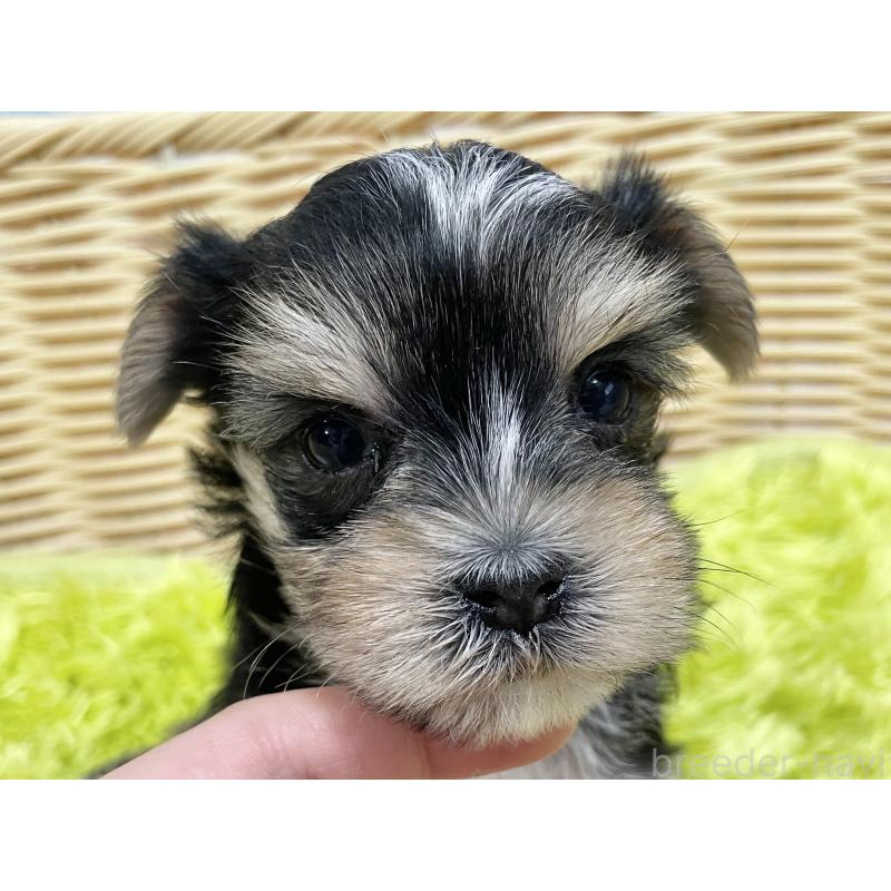 販売中の秋田県のマルキー:マルチーズ×ヨークシャーテリア-422851の8枚目