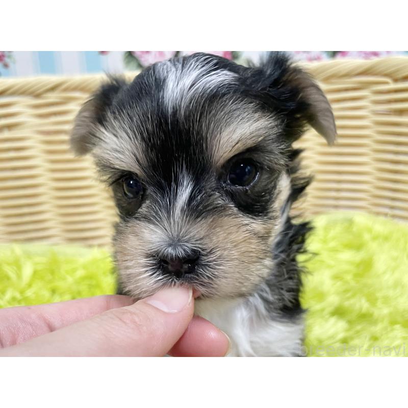 販売中の秋田県のマルキー:マルチーズ×ヨークシャーテリア-422851の7枚目