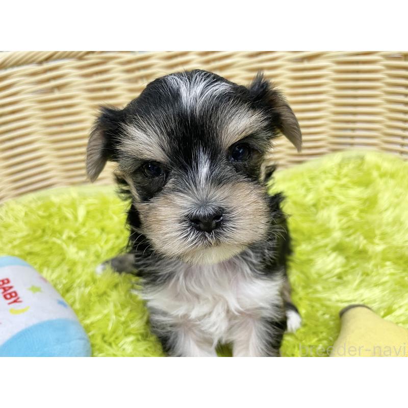 販売中の秋田県のマルキー:マルチーズ×ヨークシャーテリア-422851の6枚目