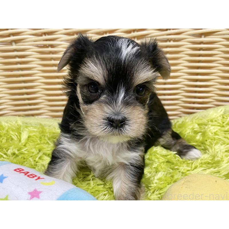 販売中の秋田県のマルキー:マルチーズ×ヨークシャーテリア-422851の5枚目