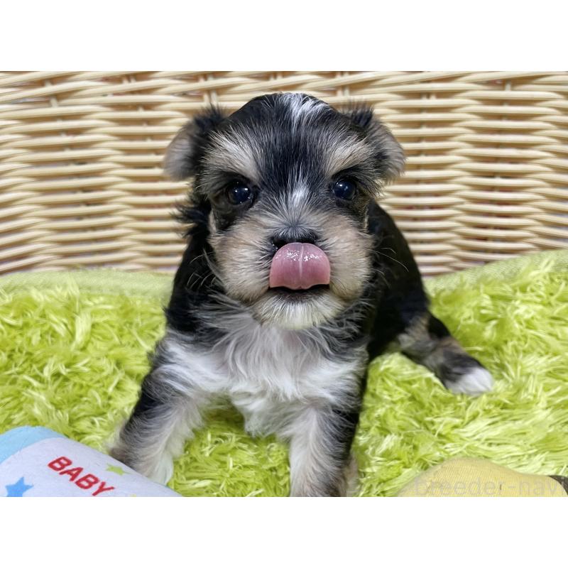 販売中の秋田県のマルキー:マルチーズ×ヨークシャーテリア-422851の4枚目