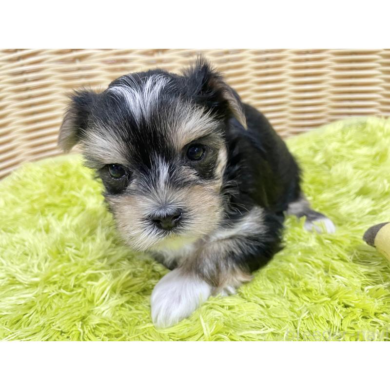 販売中の秋田県のマルキー:マルチーズ×ヨークシャーテリア-422851の3枚目