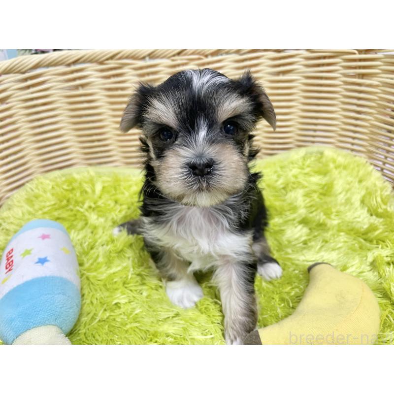 販売中の秋田県のマルキー:マルチーズ×ヨークシャーテリア-422851の2枚目