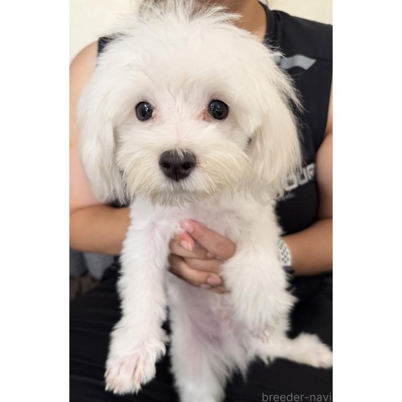 販売中の埼玉県のマルチーズ-391930の4枚目