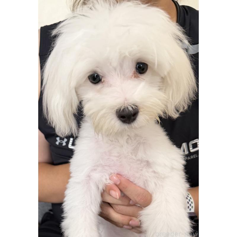 販売中の埼玉県のマルチーズ-391930の3枚目