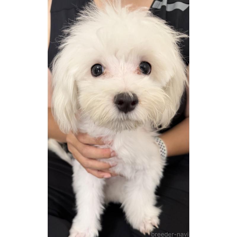 販売中の埼玉県のマルチーズ-391930の2枚目