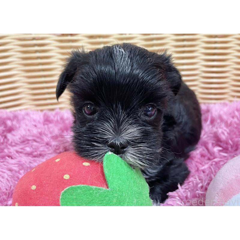 販売中の秋田県のマルキー:マルチーズ×ヨークシャーテリア-422850の9枚目