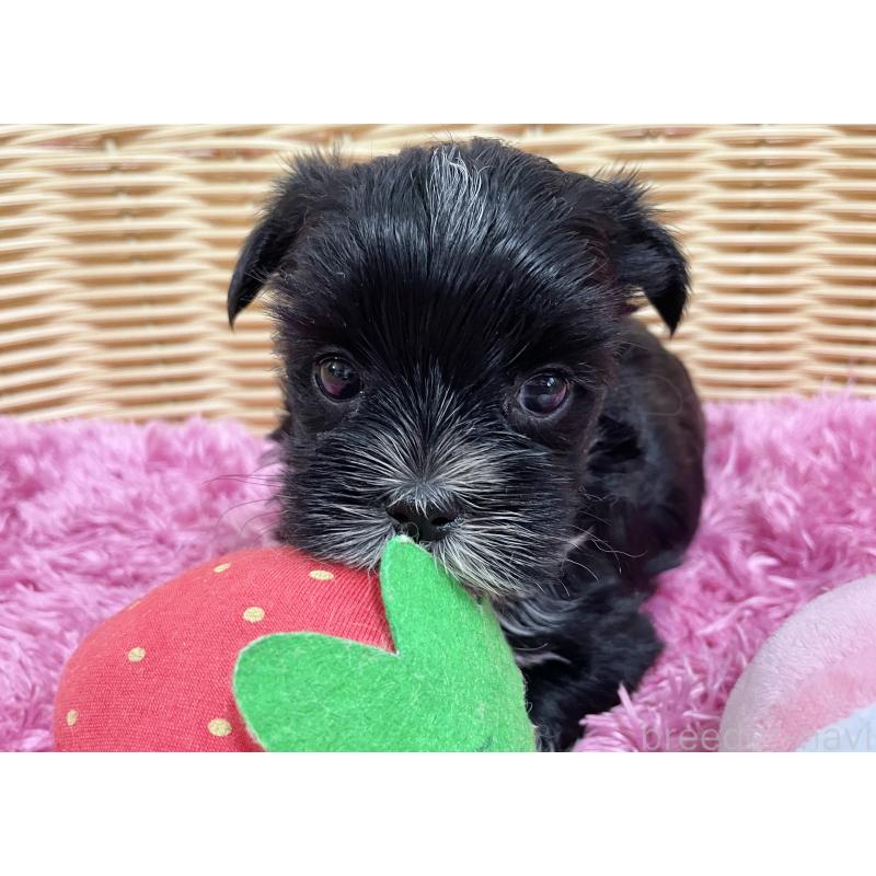 販売中の秋田県のマルキー:マルチーズ×ヨークシャーテリア-422850の8枚目