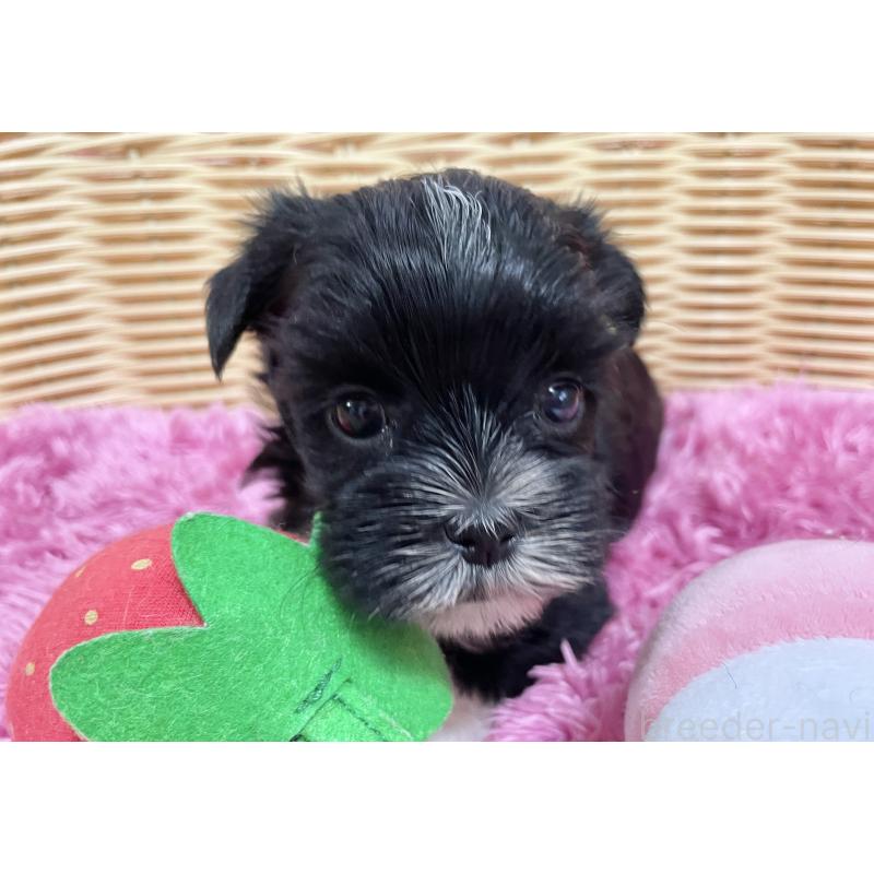 販売中の秋田県のマルキー:マルチーズ×ヨークシャーテリア-422850の7枚目