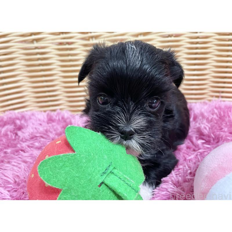 販売中の秋田県のマルキー:マルチーズ×ヨークシャーテリア-422850の6枚目