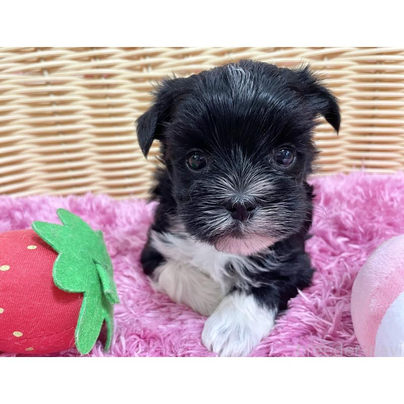 販売中の秋田県のマルキー:マルチーズ×ヨークシャーテリア-422850の5枚目