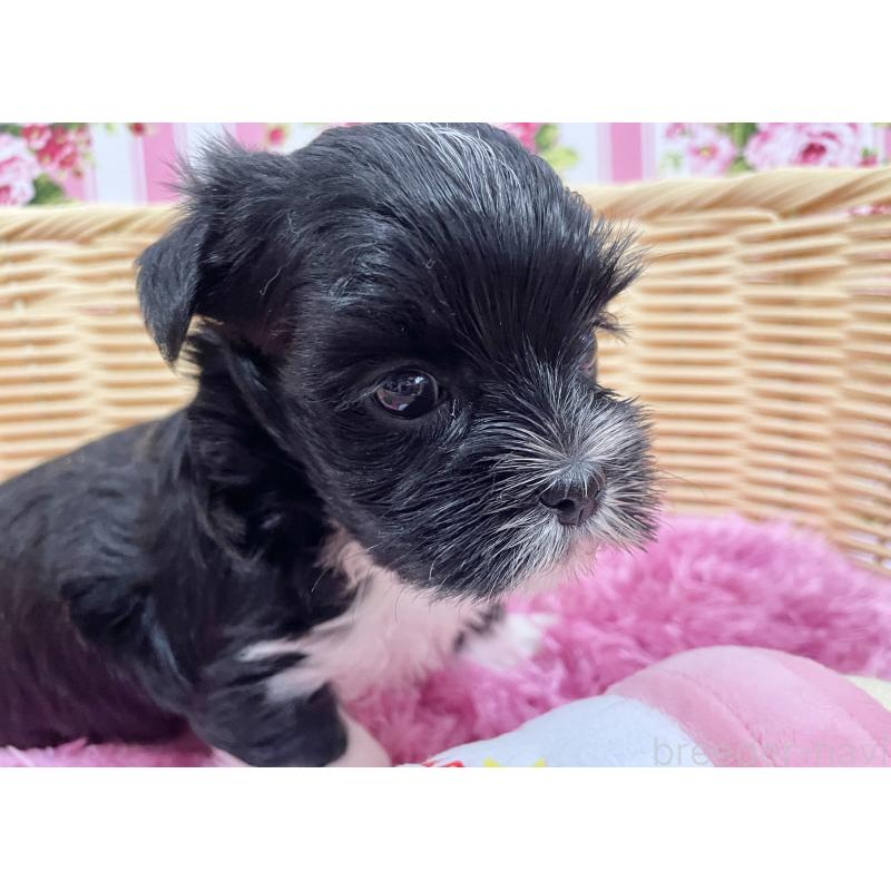 販売中の秋田県のマルキー:マルチーズ×ヨークシャーテリア-422850の4枚目