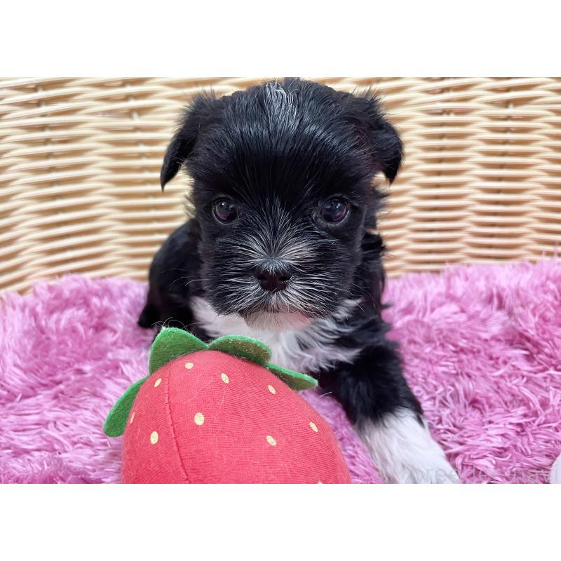 販売中の秋田県のマルキー:マルチーズ×ヨークシャーテリア-422850の3枚目