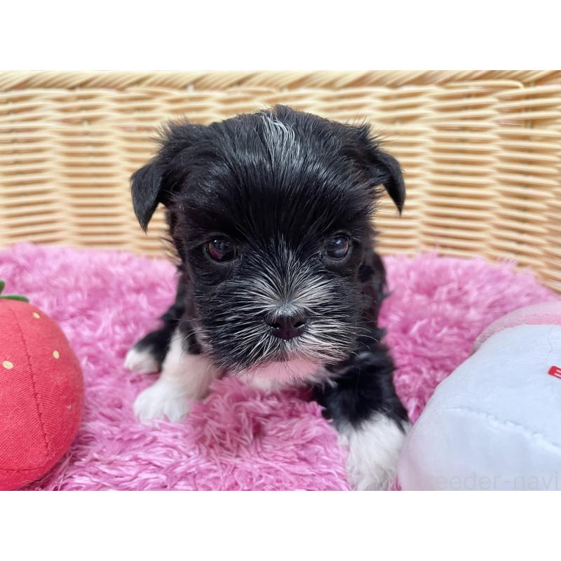 販売中の秋田県のマルキー:マルチーズ×ヨークシャーテリア-422850の2枚目