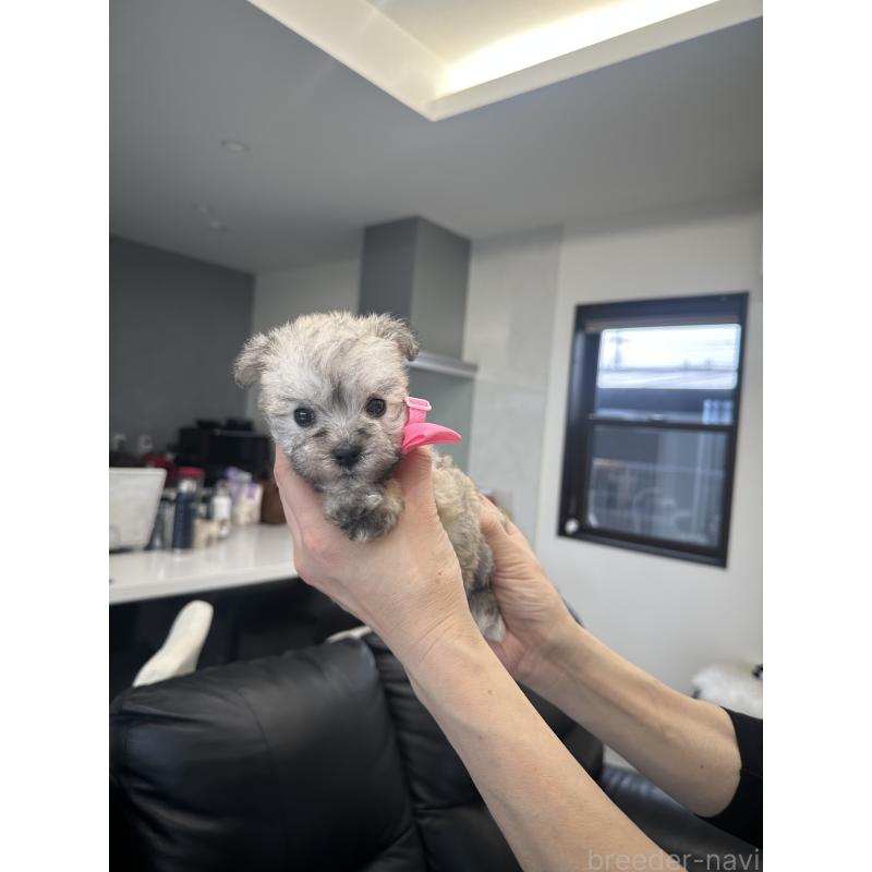 販売中の栃木県のミックス犬-422844の10枚目