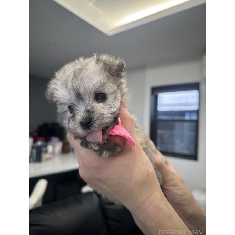 販売中の栃木県のミックス犬-422844の9枚目