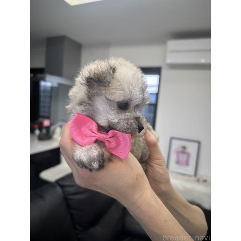 販売中の栃木県のミックス犬-422844の8枚目