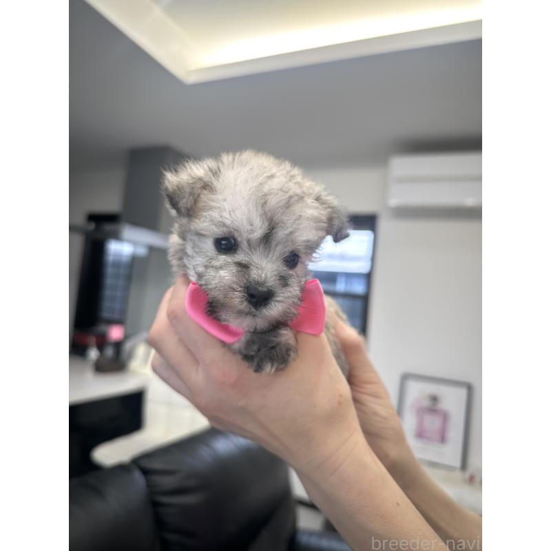 販売中の栃木県のミックス犬-422844の7枚目