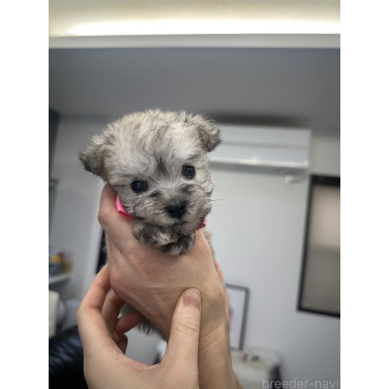 販売中の栃木県のミックス犬-422844の6枚目