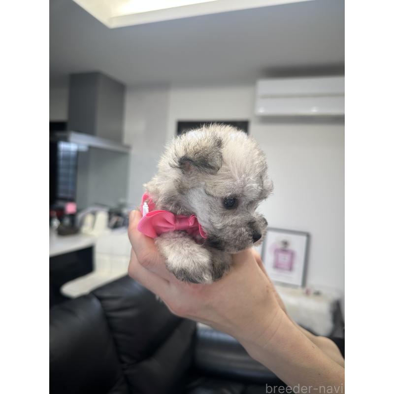 販売中の栃木県のミックス犬-422844の5枚目