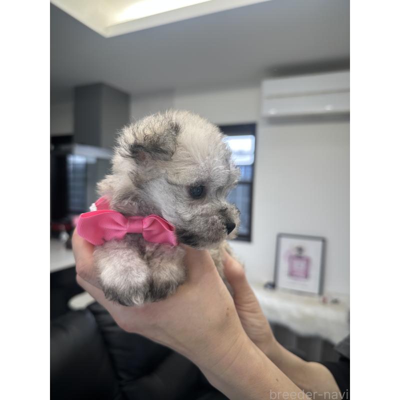 販売中の栃木県のミックス犬-422844の4枚目