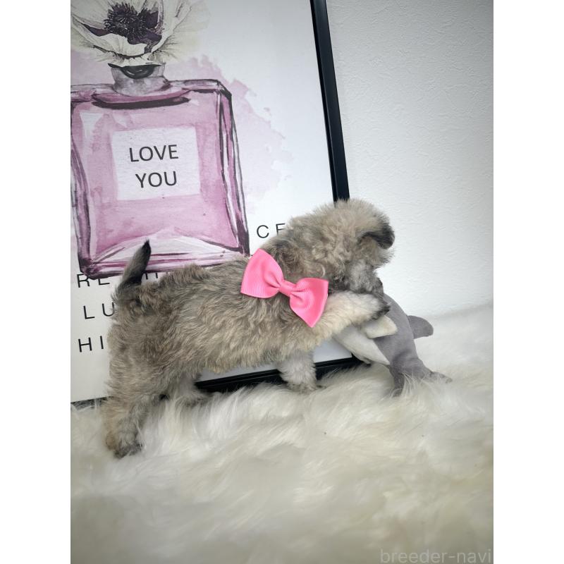 販売中の栃木県のミックス犬-422844の3枚目