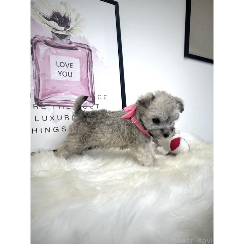 販売中の栃木県のミックス犬-422844の2枚目