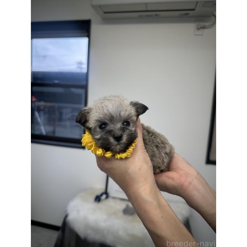 販売中の栃木県のミックス犬-422847の9枚目