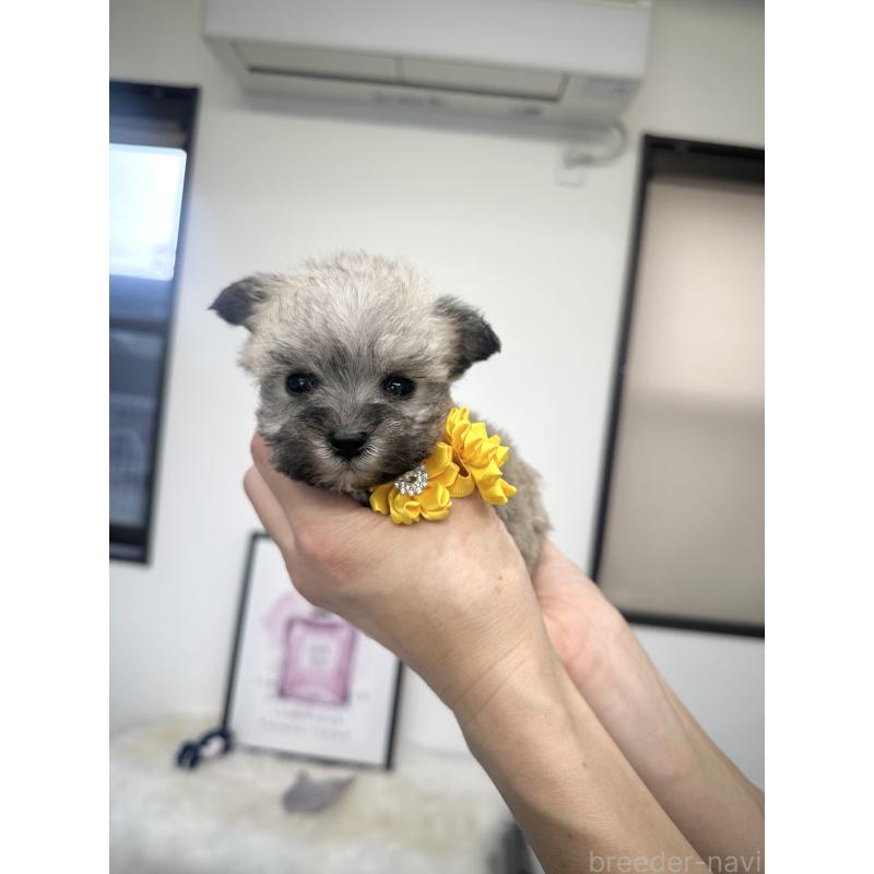 販売中の栃木県のミックス犬-422847の8枚目