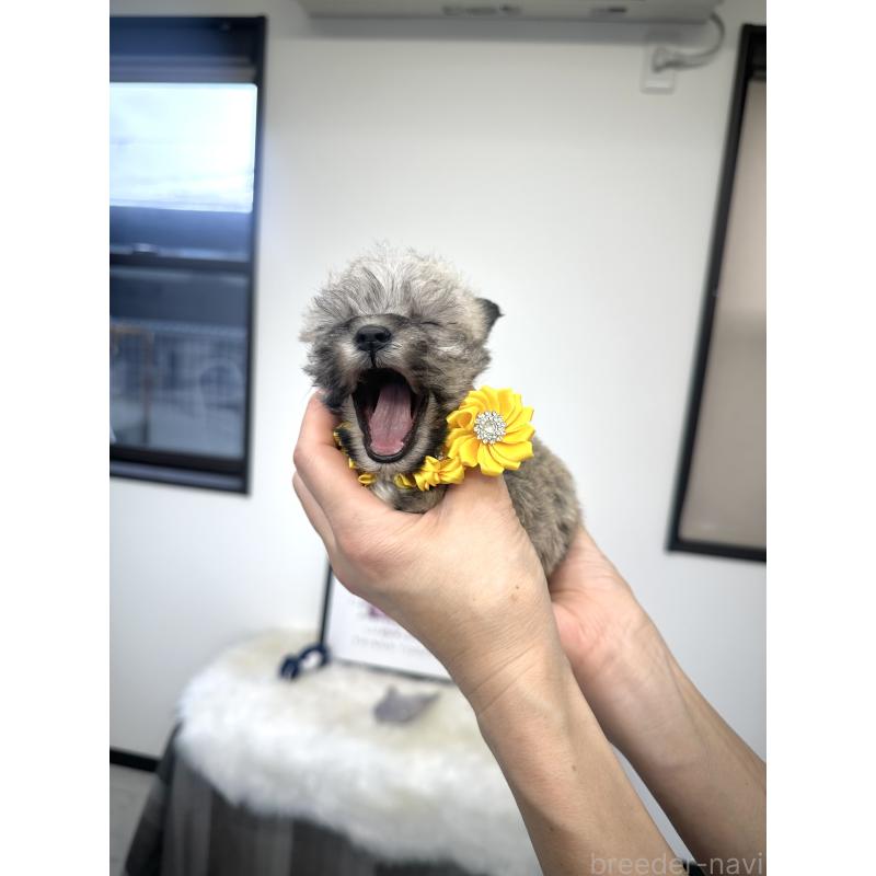 販売中の栃木県のミックス犬-422847の7枚目