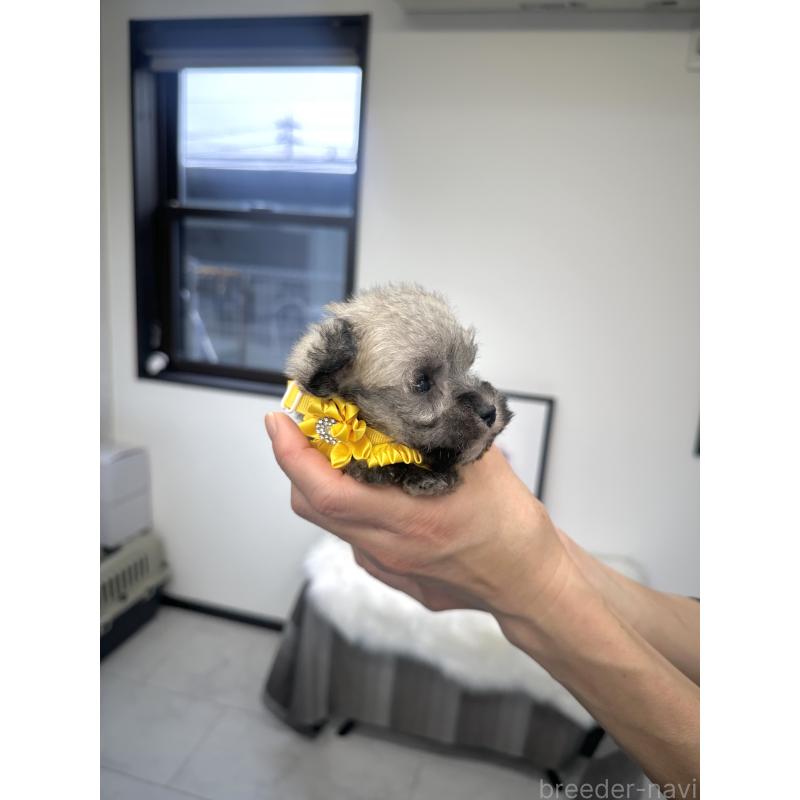 販売中の栃木県のミックス犬-422847の6枚目