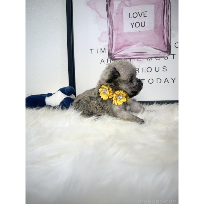 販売中の栃木県のミックス犬-422847の5枚目