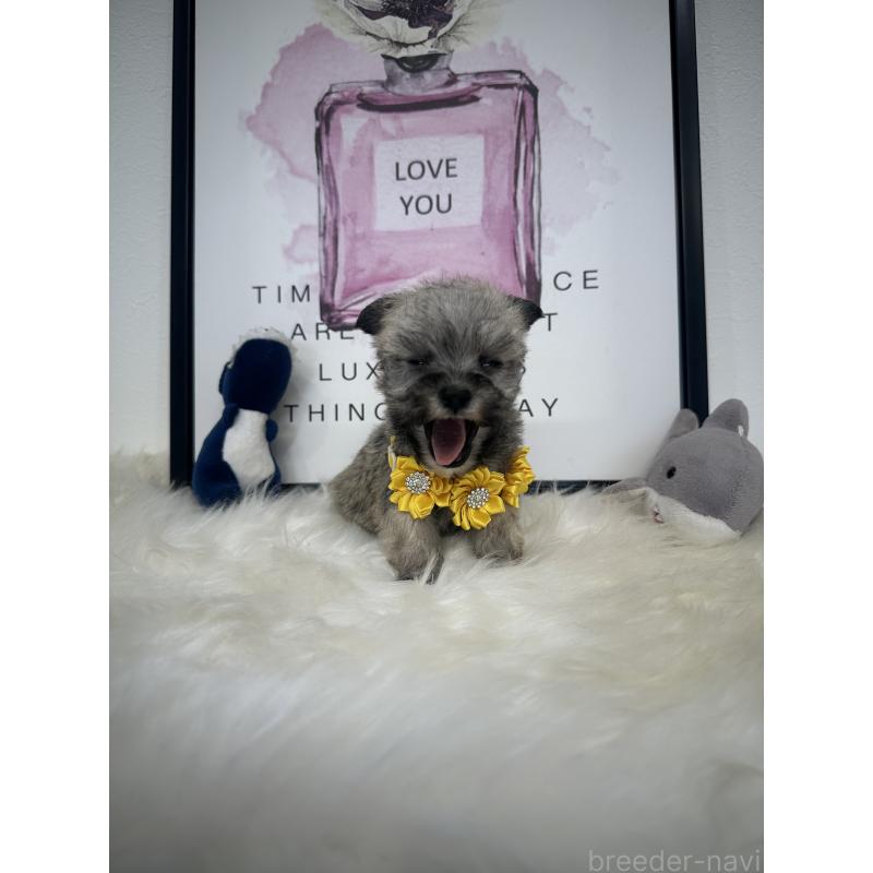 販売中の栃木県のミックス犬-422847の4枚目