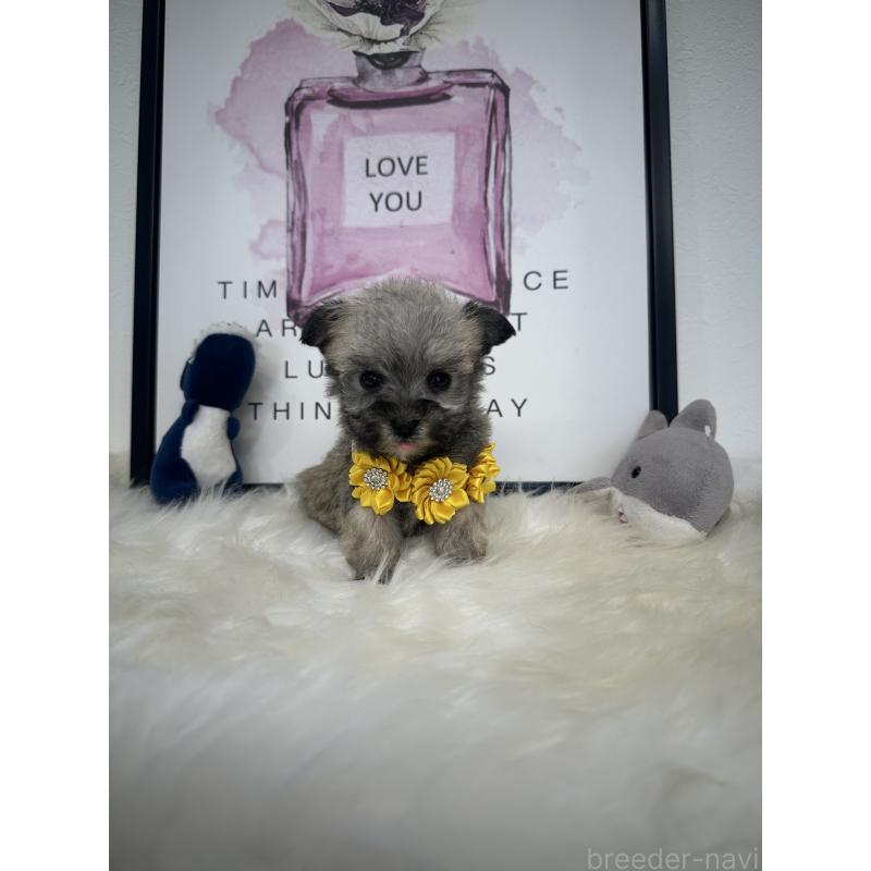 販売中の栃木県のミックス犬-422847の3枚目