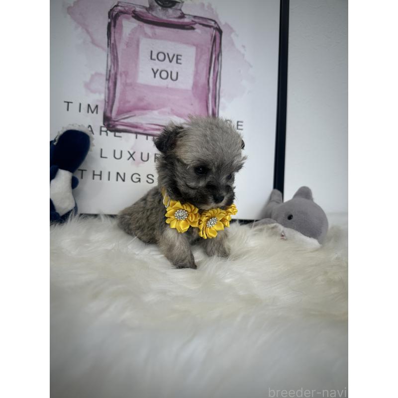 販売中の栃木県のミックス犬-422847の2枚目