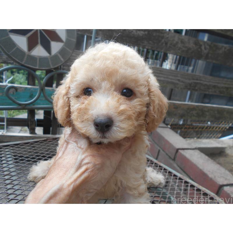 販売中の福岡県のタイニープードル-422846の4枚目