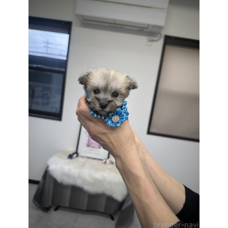 販売中の栃木県のミックス犬-422849の11枚目