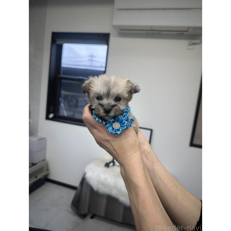 販売中の栃木県のミックス犬-422849の10枚目