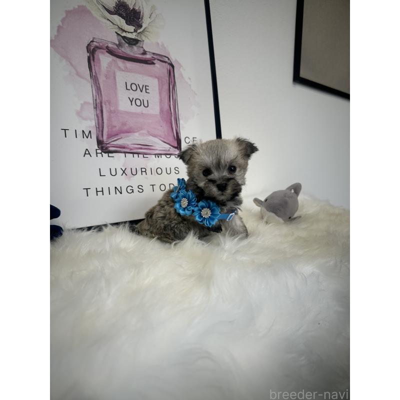 販売中の栃木県のミックス犬-422849の9枚目