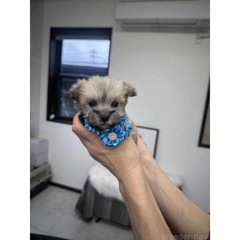 販売中の栃木県のミックス犬-422849の8枚目